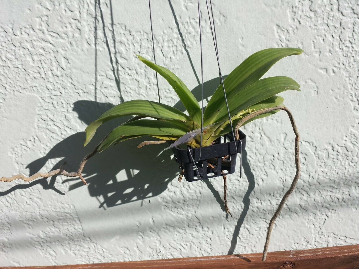 Vanda Rhynchostylis gigantea Pink Red Fragrant Tropical Plant