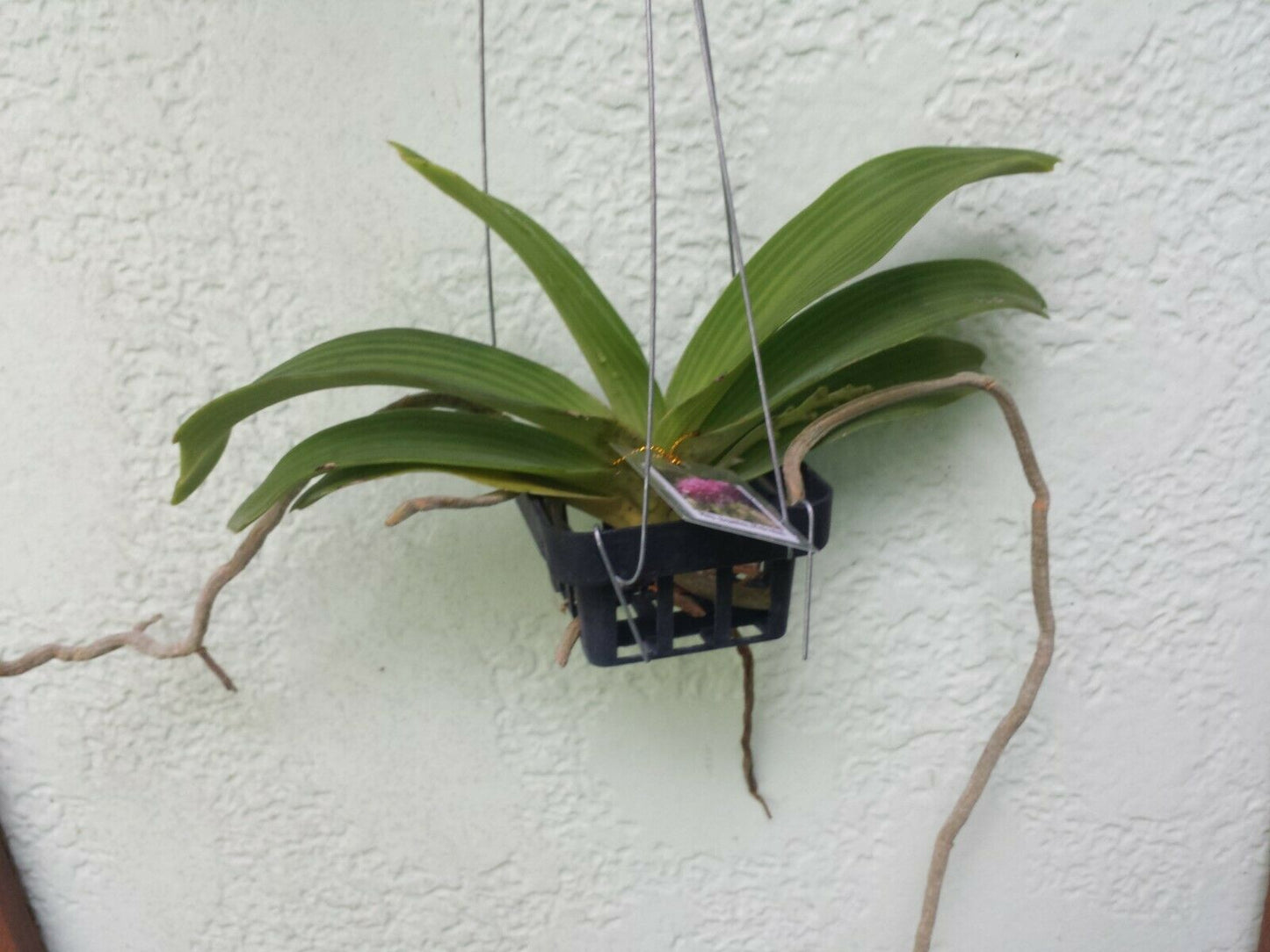 Vanda Rhynchostylis gigantea Pink Red Fragrant Tropical Plant