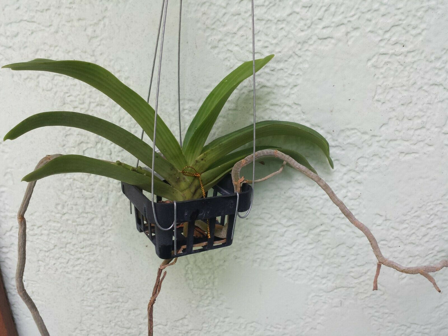 Vanda Rhynchostylis gigantea Pink Red Fragrant Tropical Plant