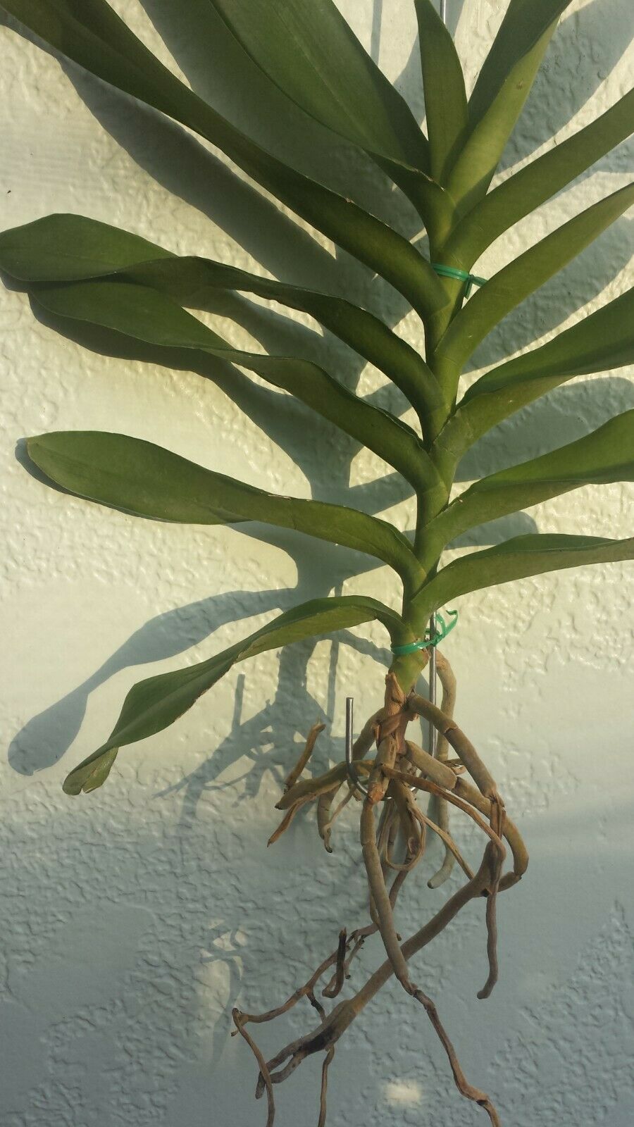 Vanda Rnst Bangkok Beauty on S hook Exotic Tropical