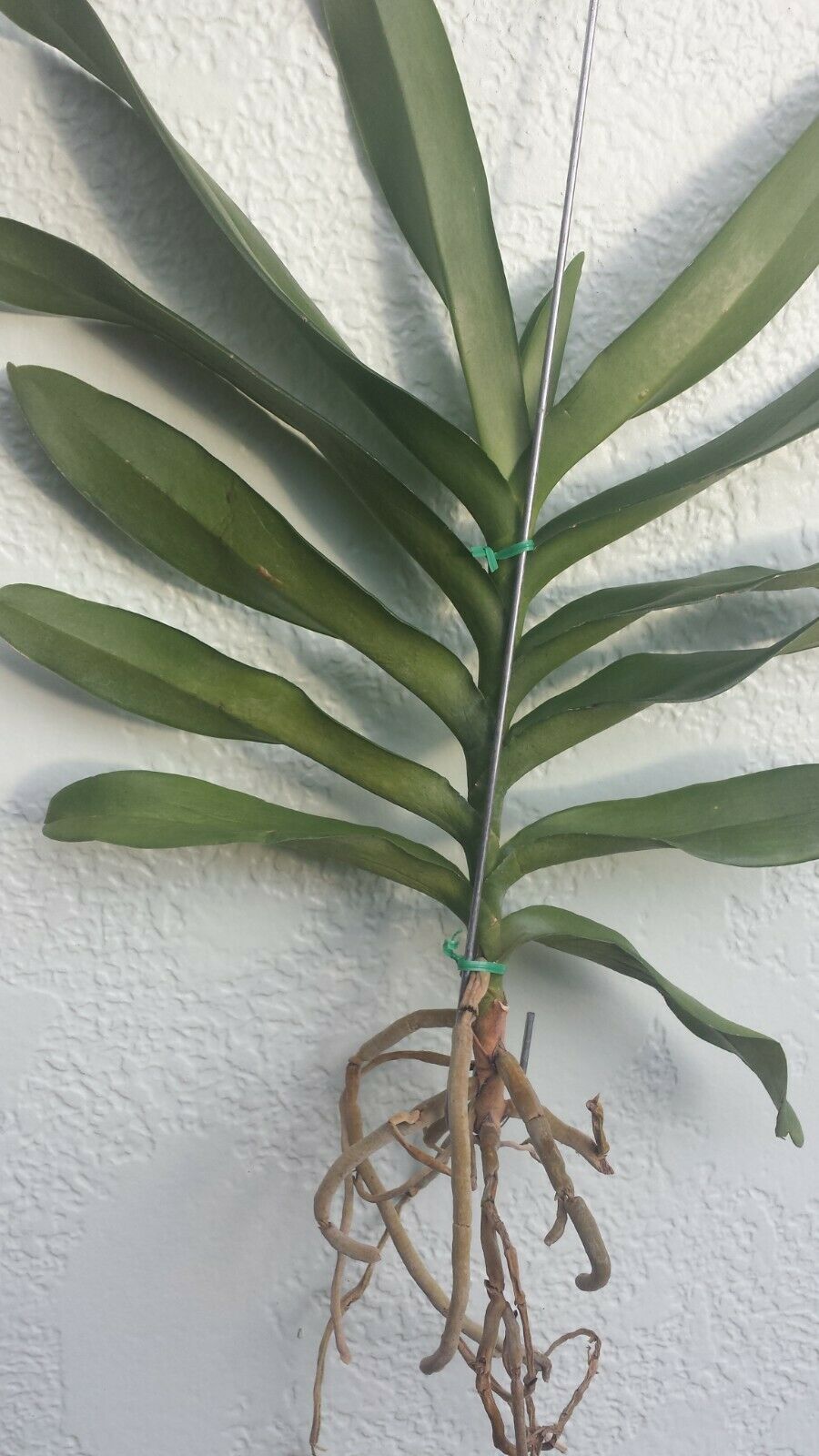 Vanda Rnst Bangkok Beauty on S hook Exotic Tropical