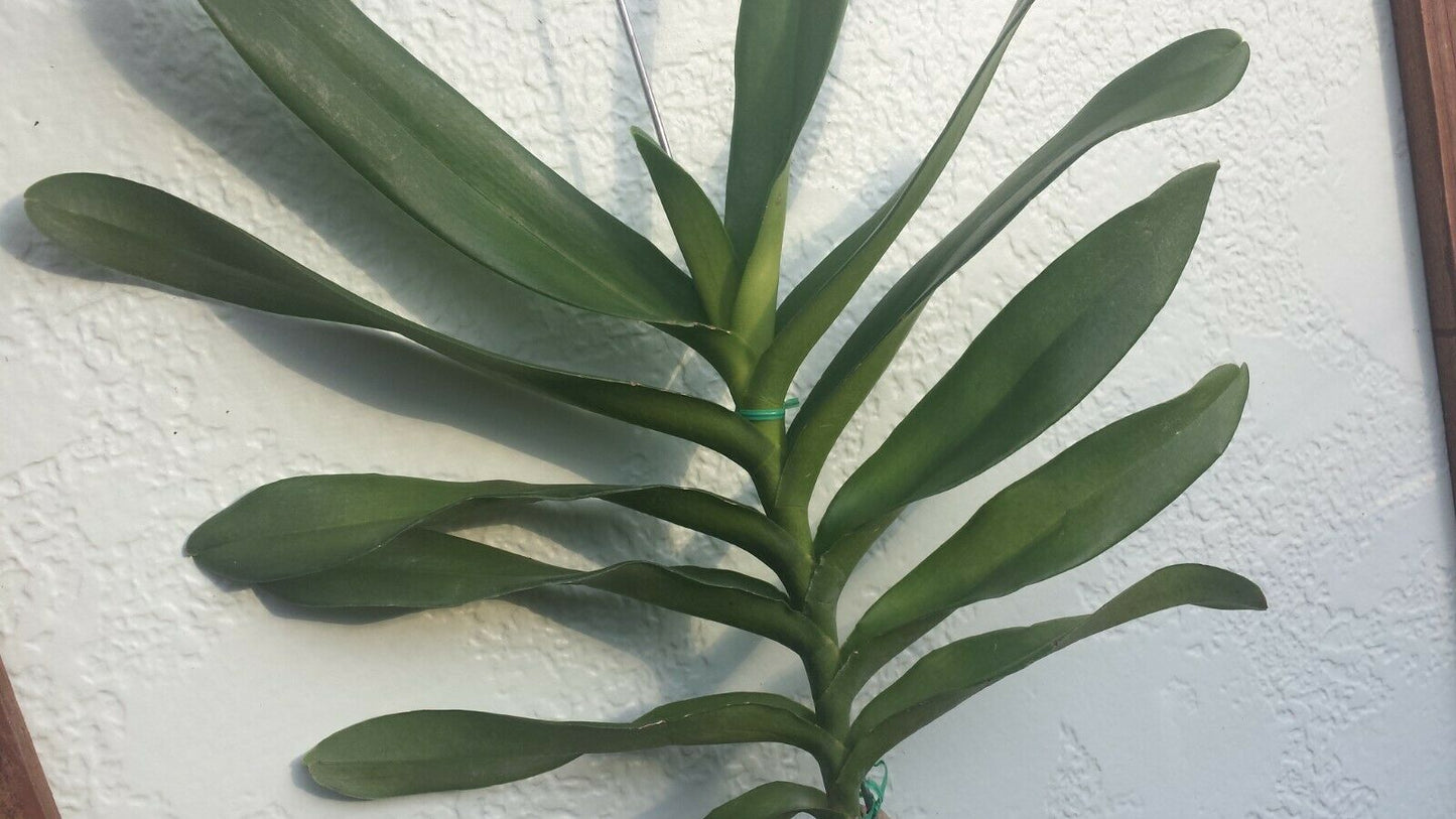 Vanda Rnst Bangkok Beauty on S hook Exotic Tropical