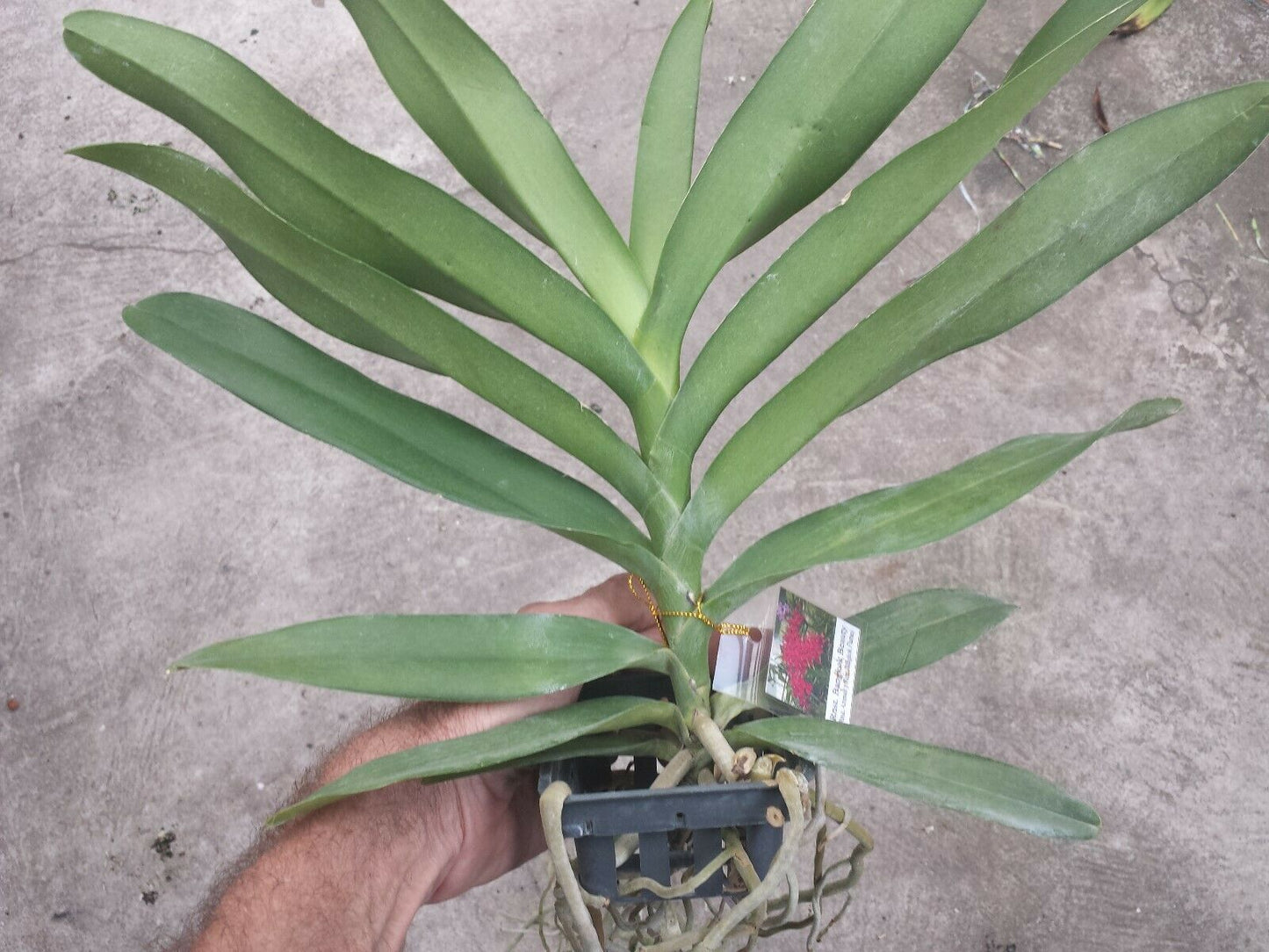 Vanda Rnst Bangkok Beauty on S hook Exotic Tropical