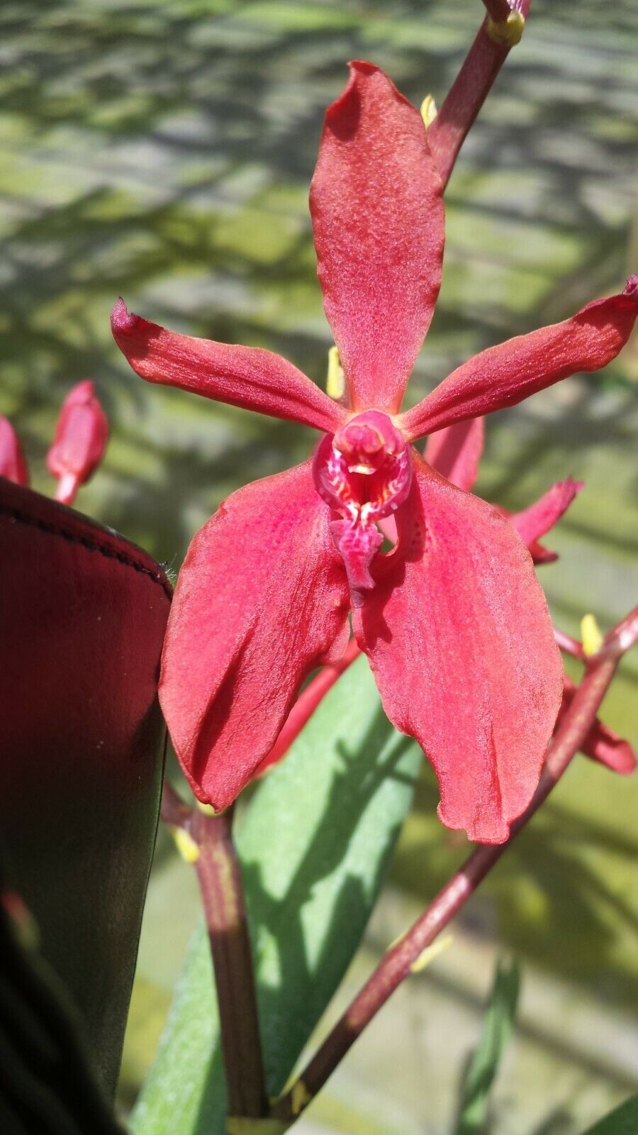 Vanda Rnst Bangkok Beauty on S hook Exotic Tropical