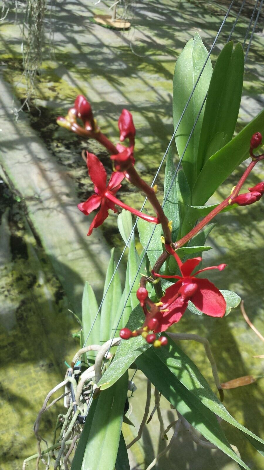 Vanda Rnst Bangkok Beauty on S hook Exotic Tropical