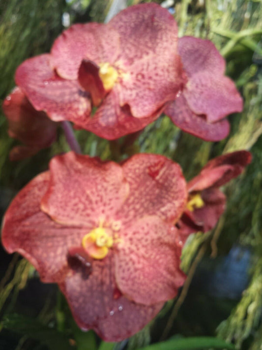 Vanda Ruchiroj Mad Happenings Tropical Plants