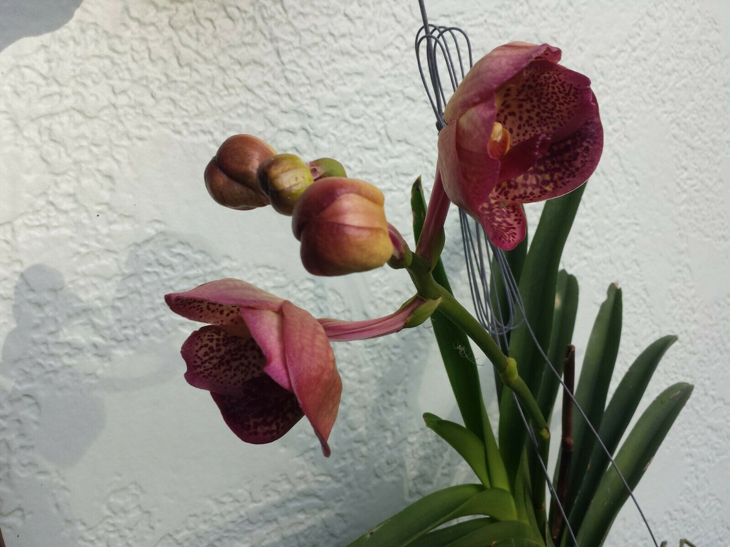 Vanda Ruchiroj No.3 Tropical hanging plant