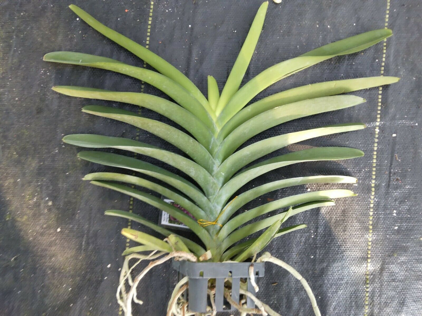Vanda Ruchiroj No.3 Tropical hanging plant