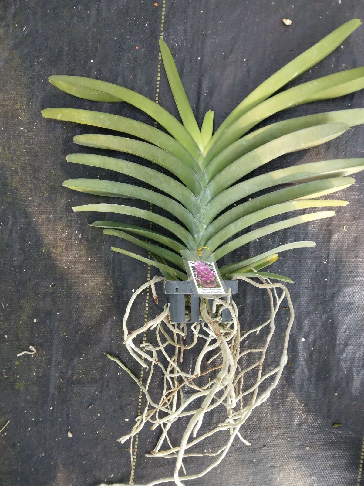 Vanda Ruchiroj No.3 Tropical hanging plant