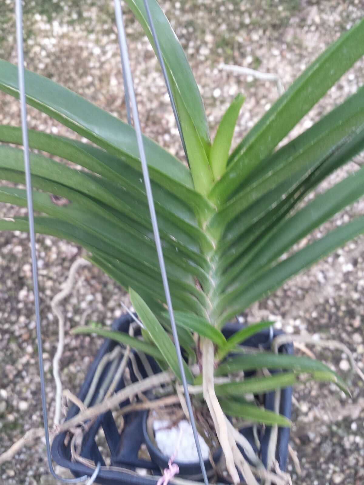 Vanda Ruchiroj No.3 Tropical hanging plant