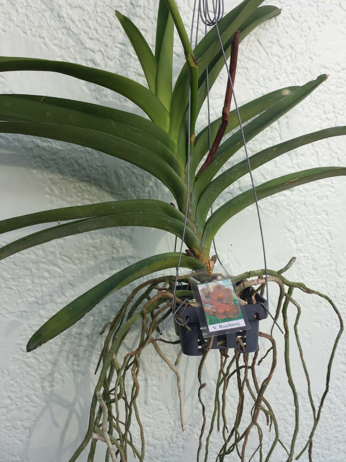 Vanda Ruchiroj No.3 Tropical hanging plant