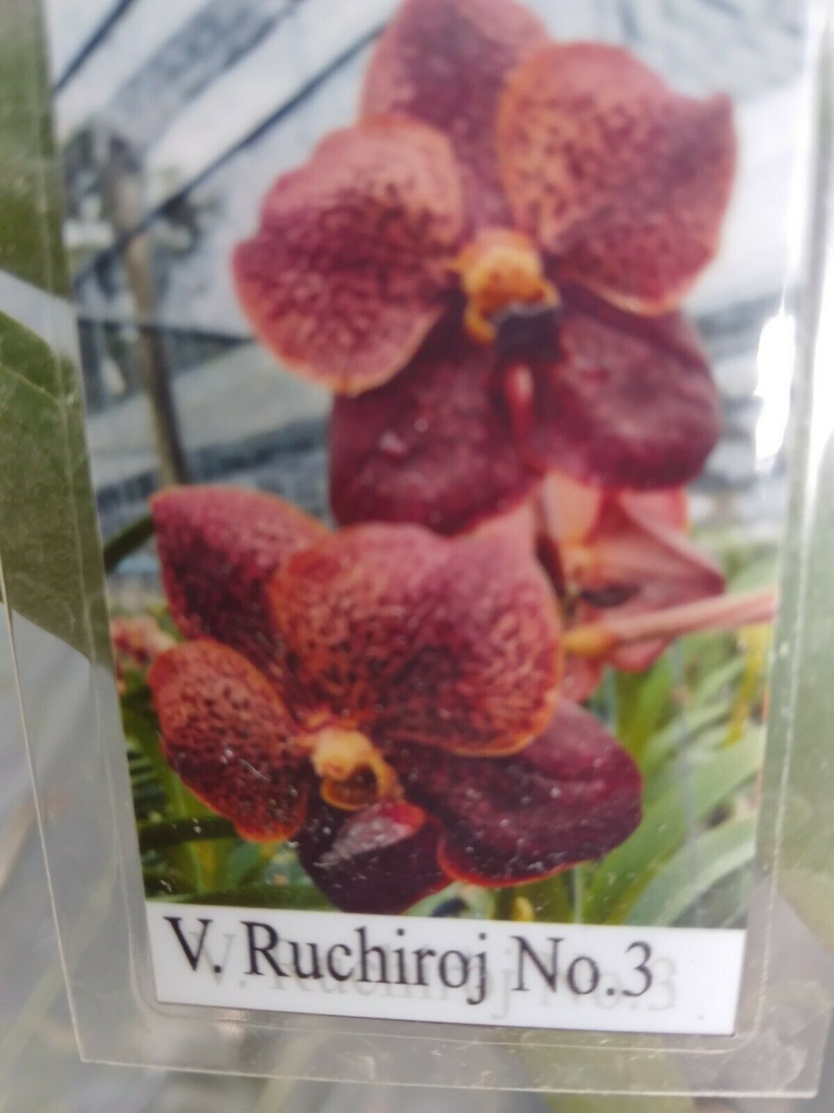 Vanda Ruchiroj No.3 Tropical hanging plant