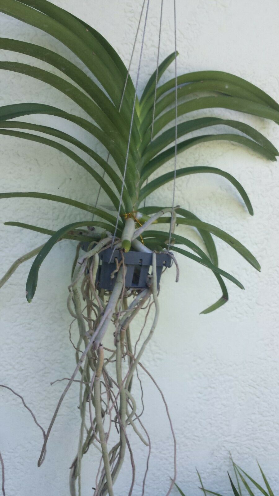 Vanda Ruth Graham Bell Tropical Plants
