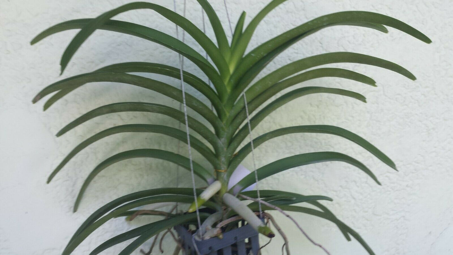 Vanda Ruth Graham Bell Tropical Plants