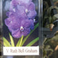 Vanda Ruth Graham Bell Tropical Plants