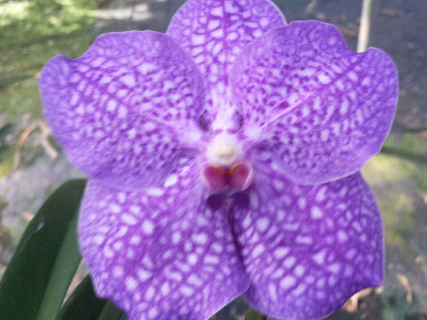 Vanda Ruth Graham Bell Tropical Plants