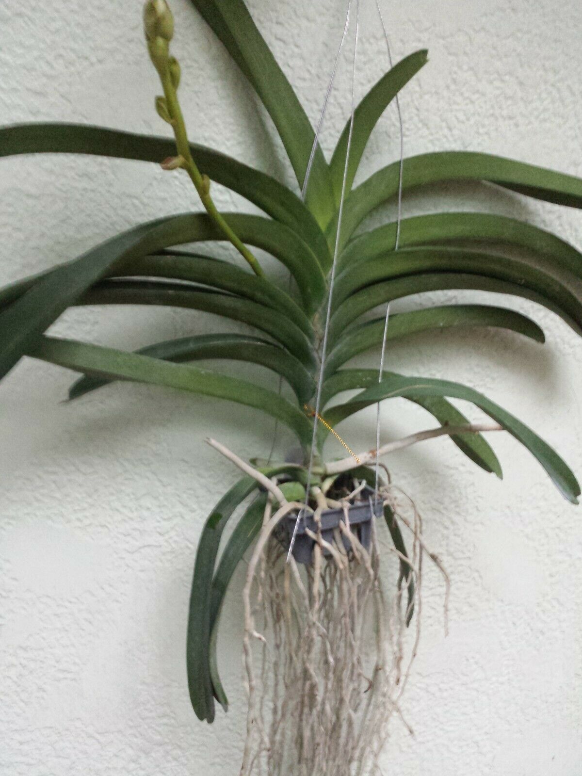 Vanda Sanchai No 9 Special Tropical Plants