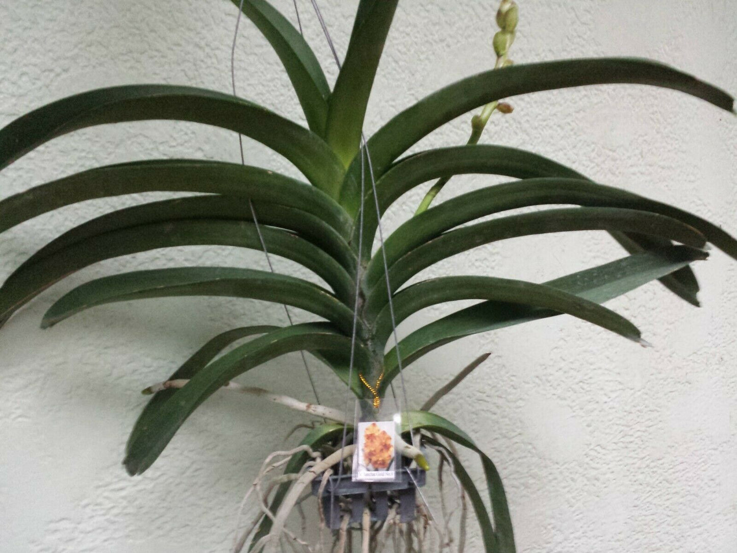 Vanda Sanchai No 9 Special Tropical Plants