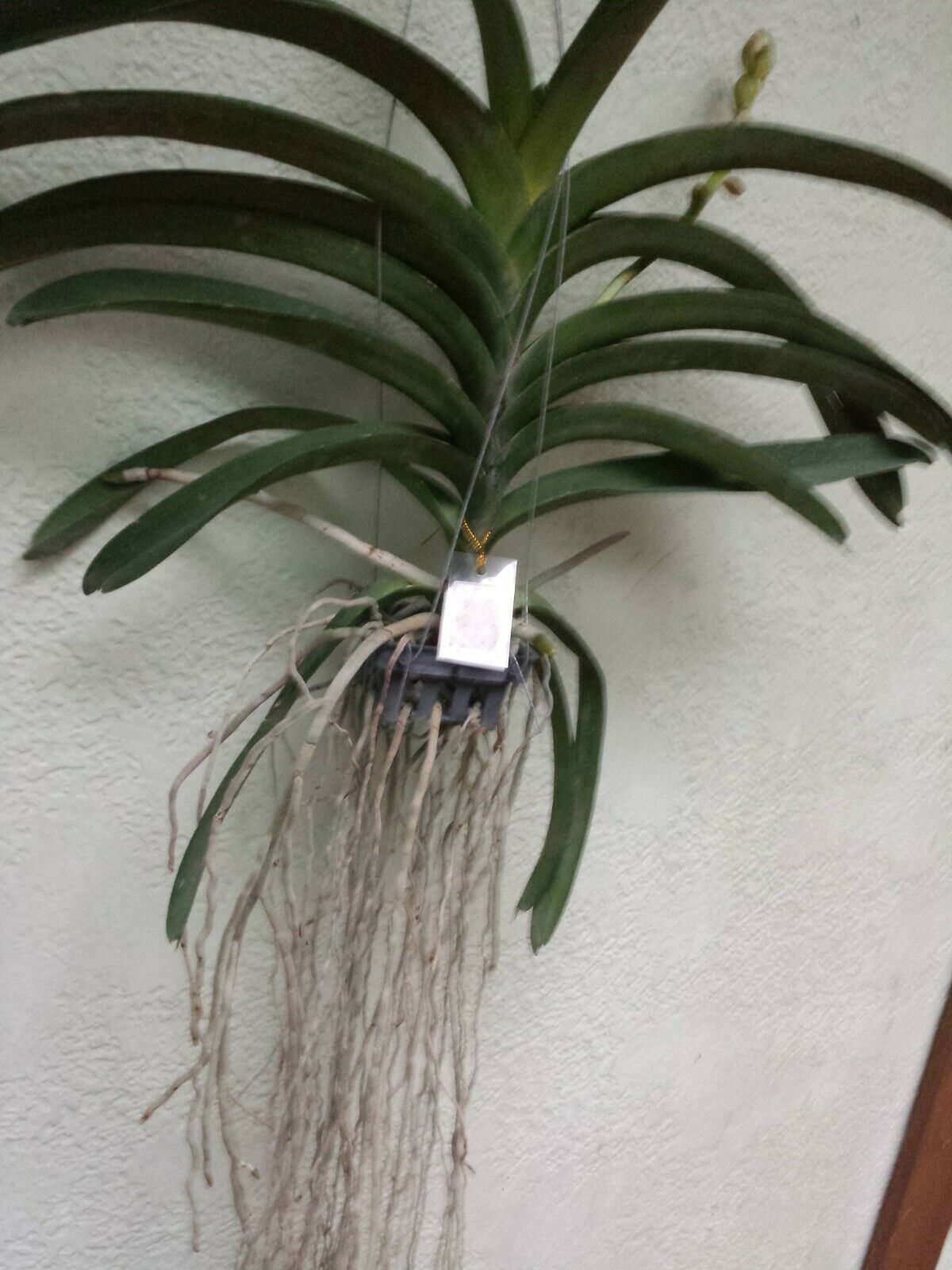 Vanda Sanchai No 9 Special Tropical Plants