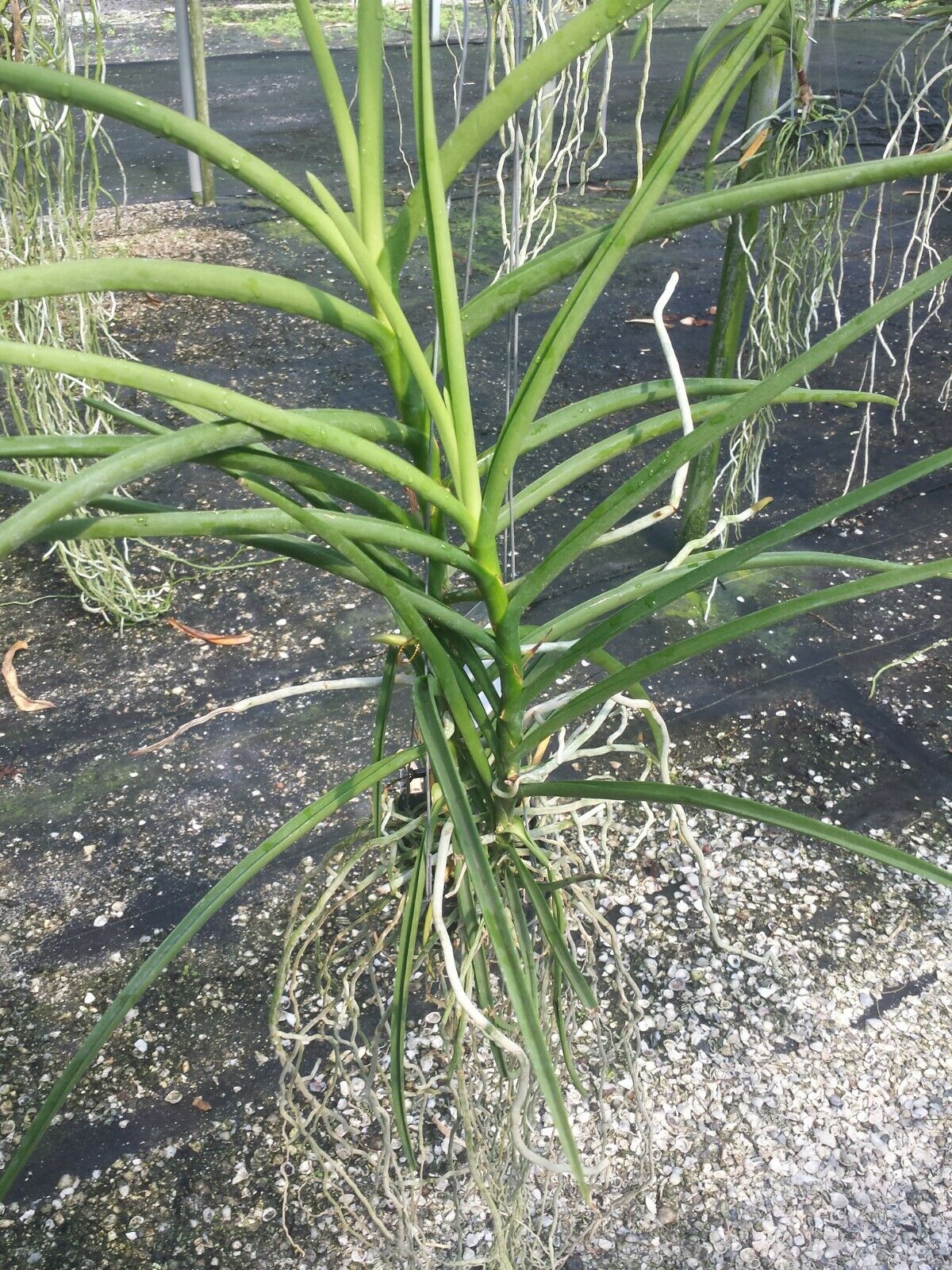 Vanda Udon Sunshine Full Sun single Exotic Tropical Plants