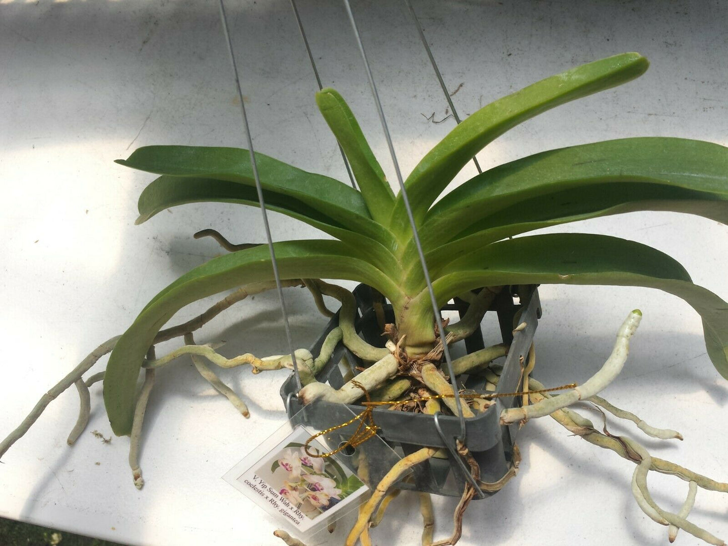 Vanda Yip Sum Wah x Rhy coelistis x gigantea Fragrant