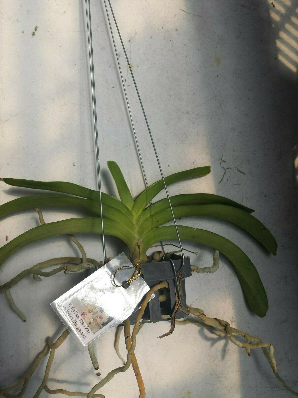 Vanda Yip Sum Wah x Rhy coelistis x gigantea Fragrant