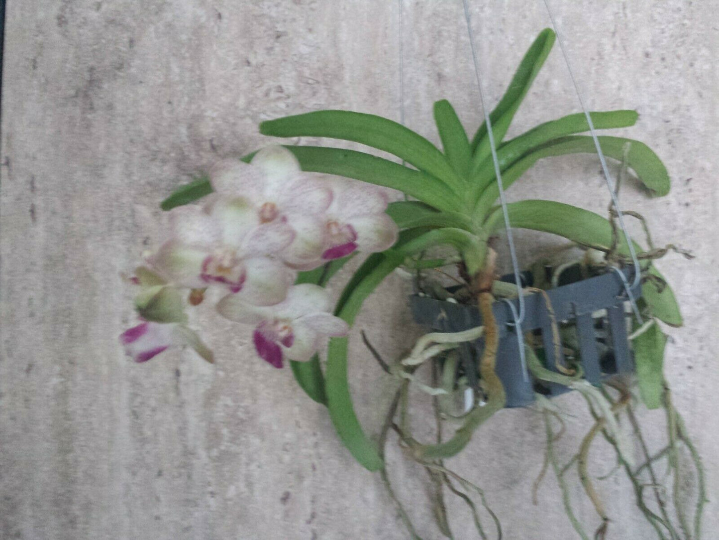 Vanda Yip Sum Wah x Rhy coelistis x gigantea Fragrant