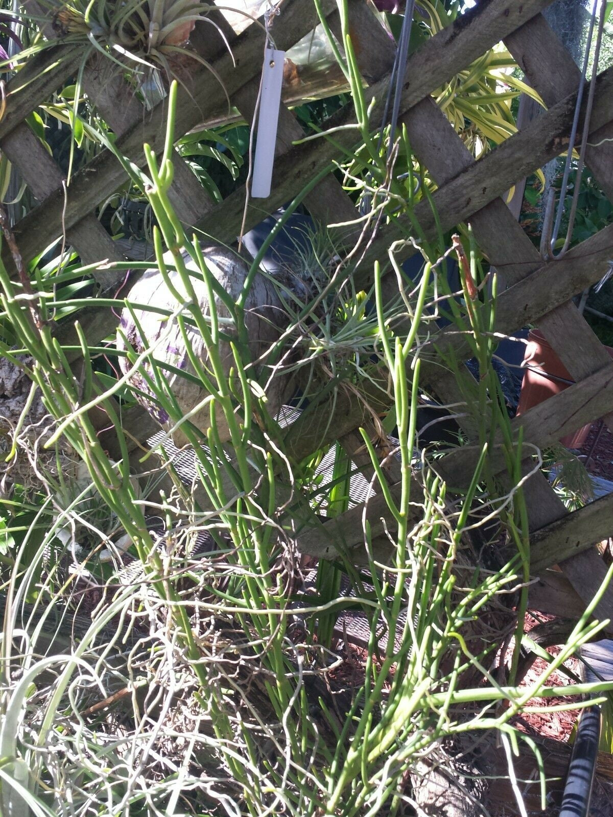 Vanda teres White Full Sun single Exotic Tropical Plants