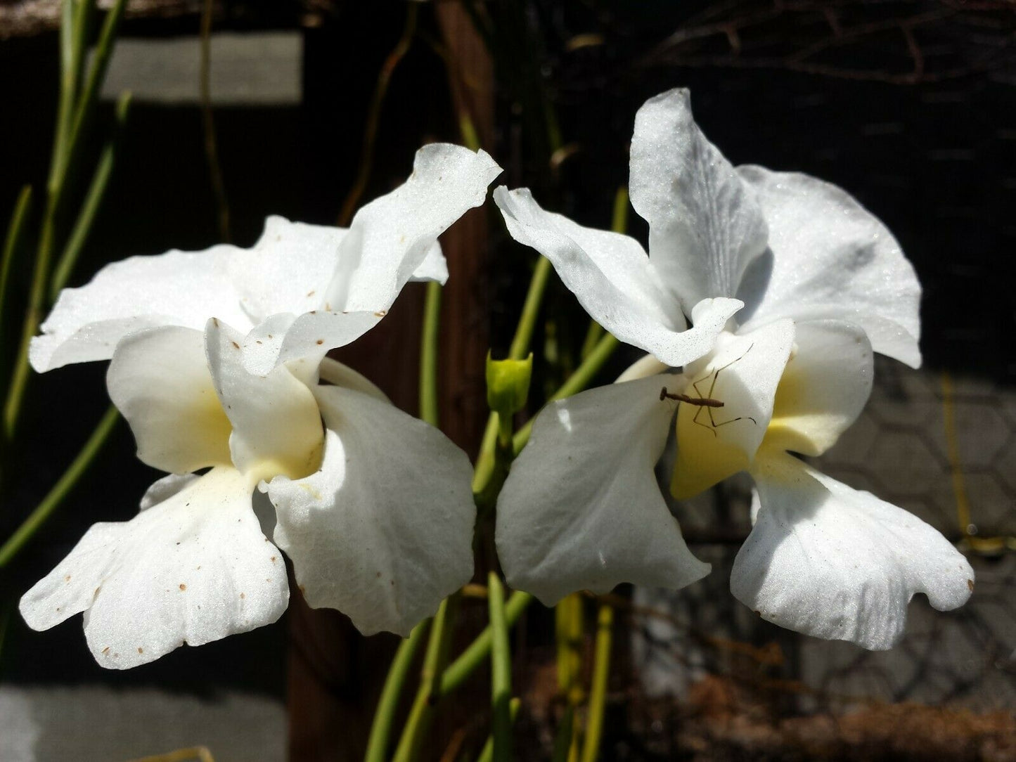 Vanda teres White Full Sun single Exotic Tropical Plants