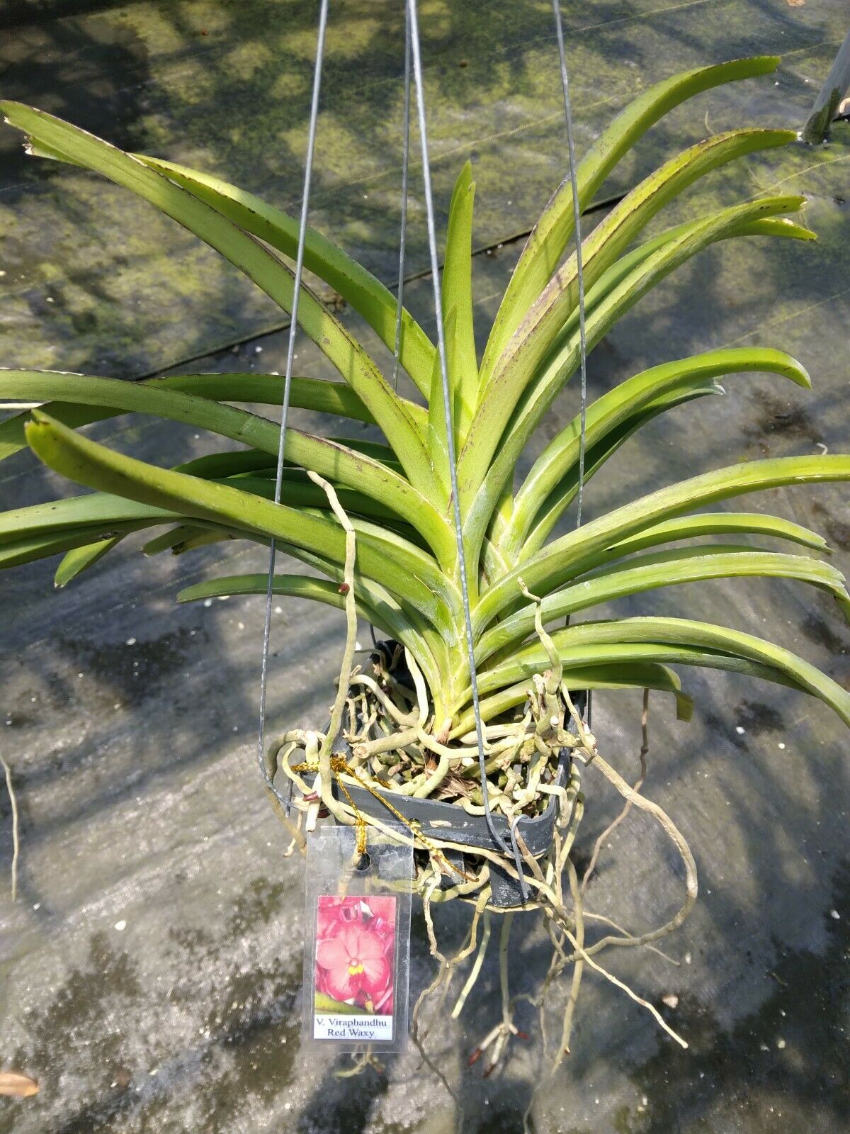 Vanda Veeraphandhu Glory x Veerphandhu Beauty