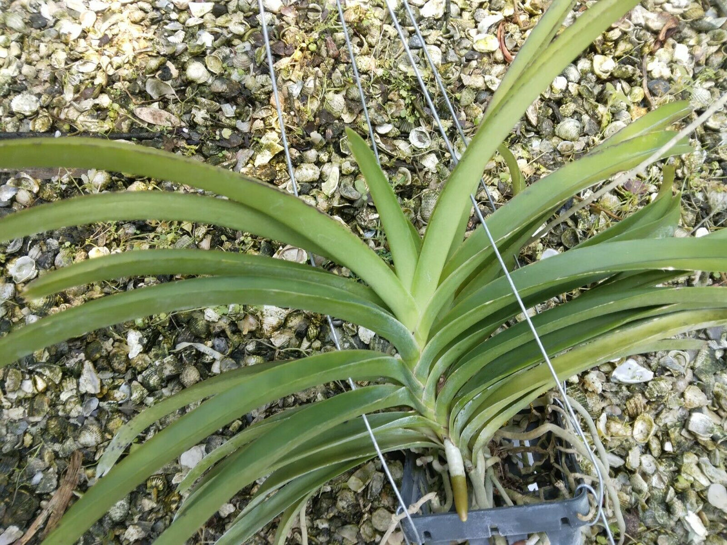 Vanda Veeraphandhu Glory x Veerphandhu Beauty