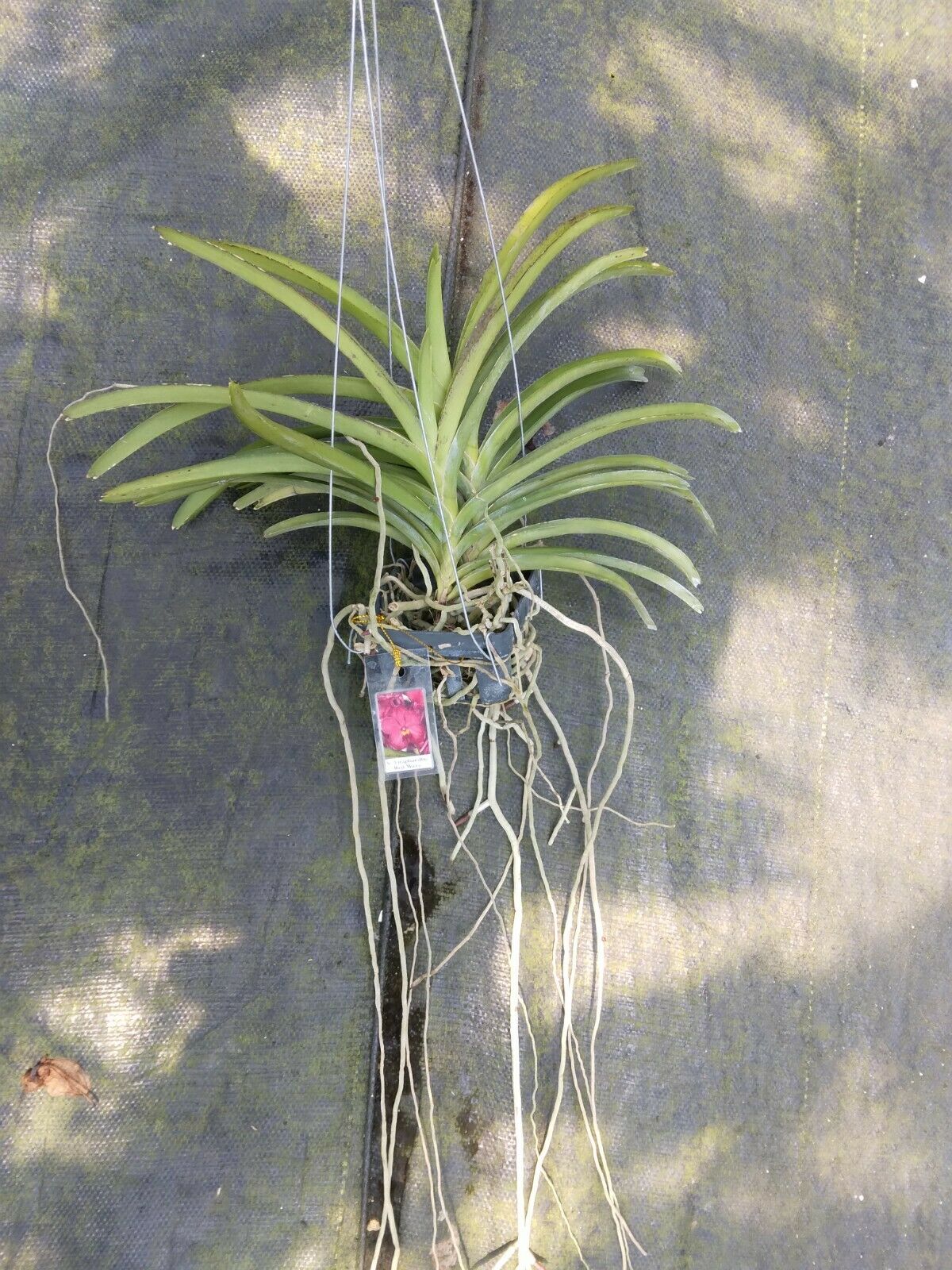 Vanda Veeraphandhu Glory x Veerphandhu Beauty