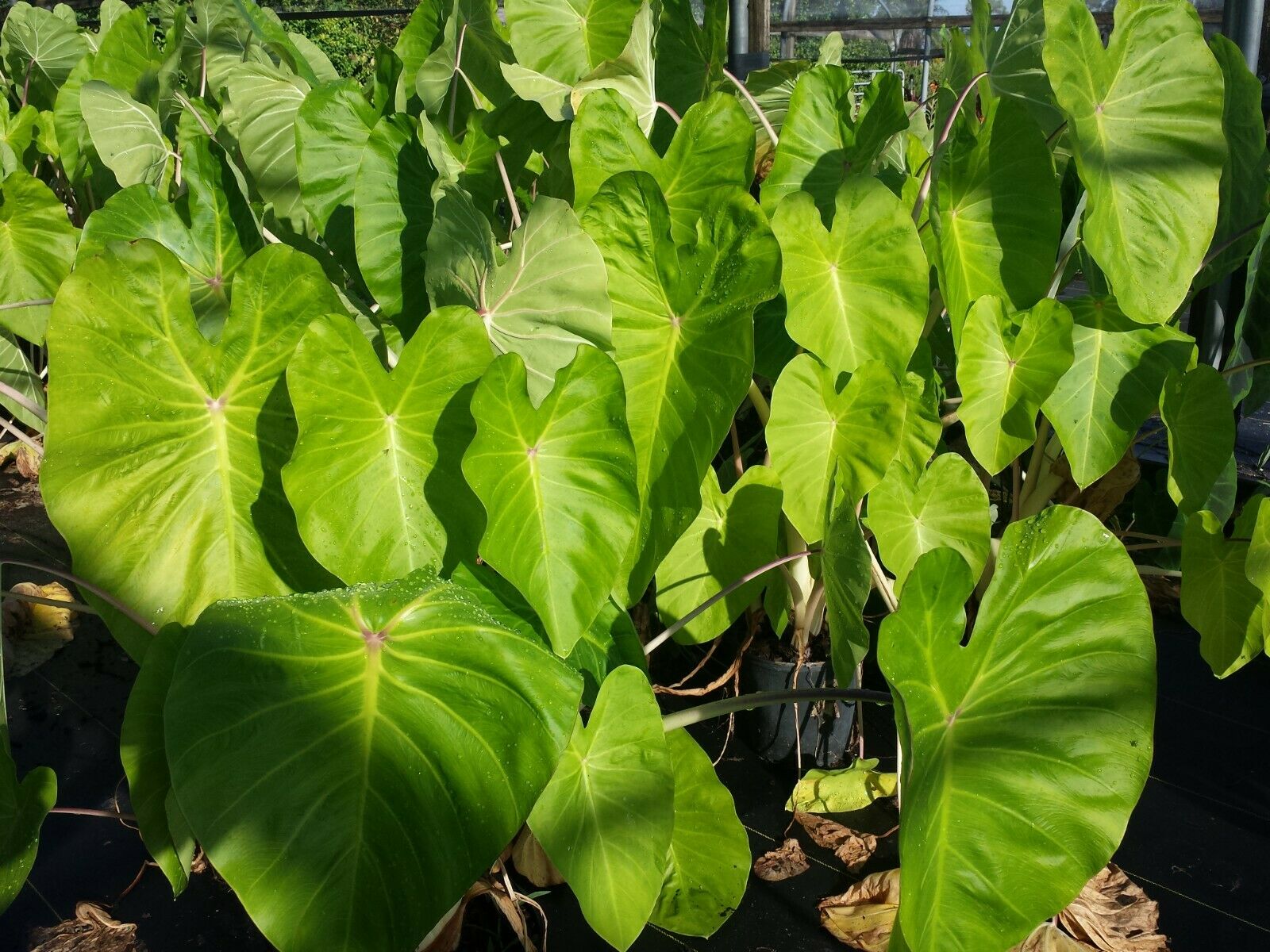 green and white elephant ear plant Colocasia escuenta Maui Gold aka Super White Stem Elephant Ear