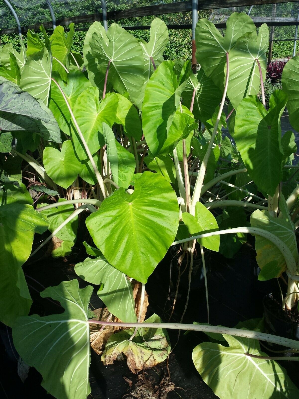 Colocasia escuenta Maui Gold aka Super White Stem Elephant Ear