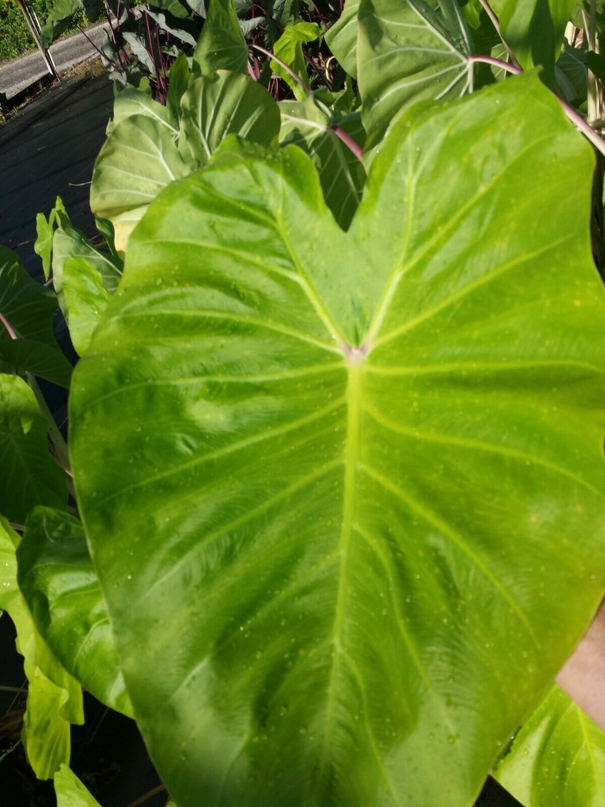 Colocasia escuenta Maui Gold aka Super White Stem Elephant Ear