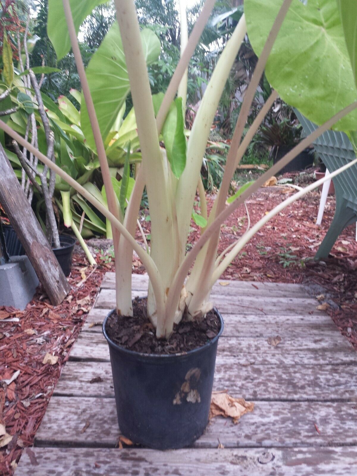 Colocasia escuenta Maui Gold aka Super White Stem Elephant Ear