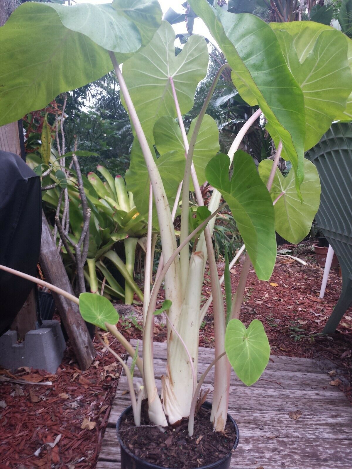 Colocasia escuenta Maui Gold aka Super White Stem Elephant Ear