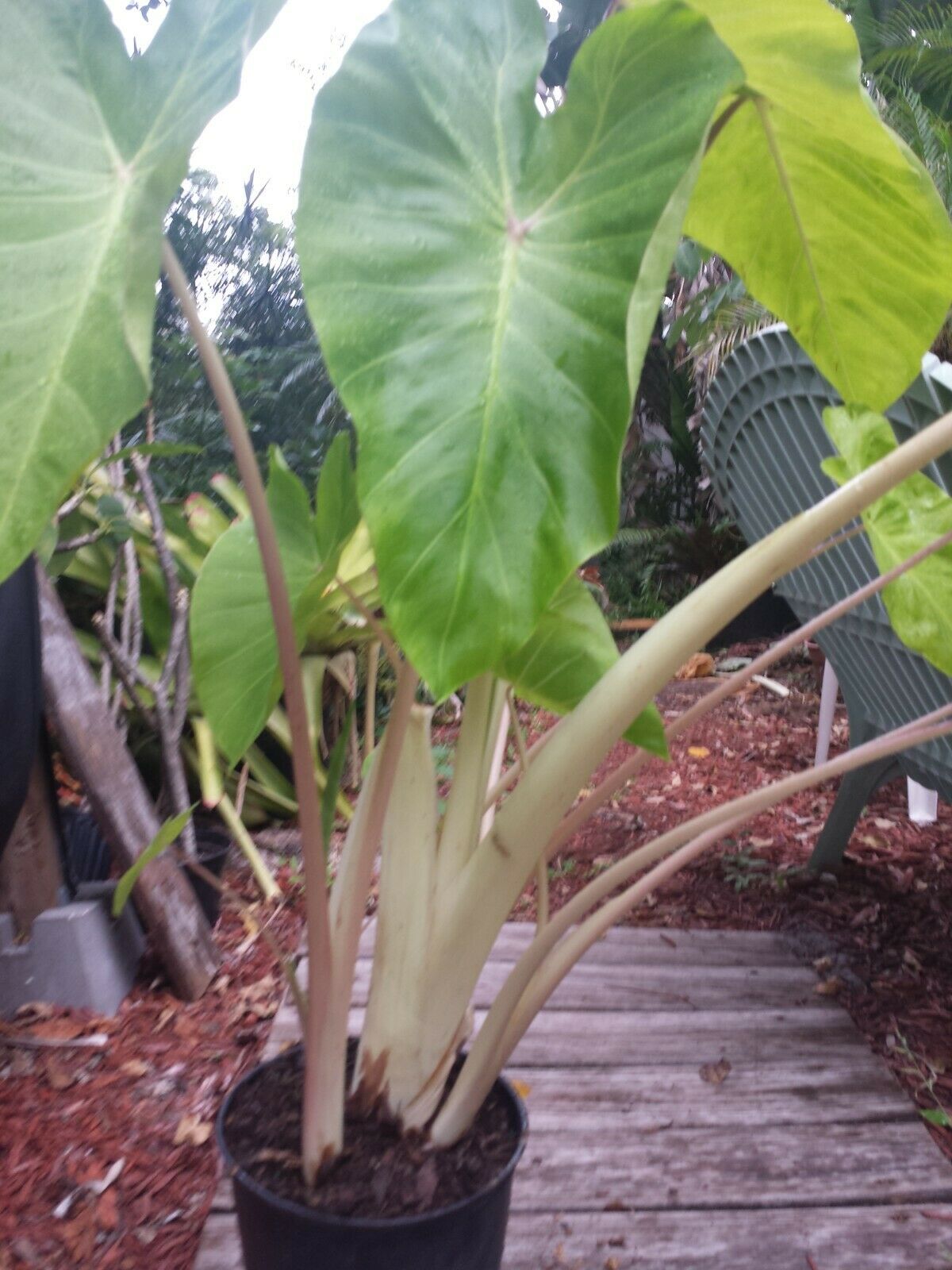 Colocasia escuenta Maui Gold aka Super White Stem Elephant Ear