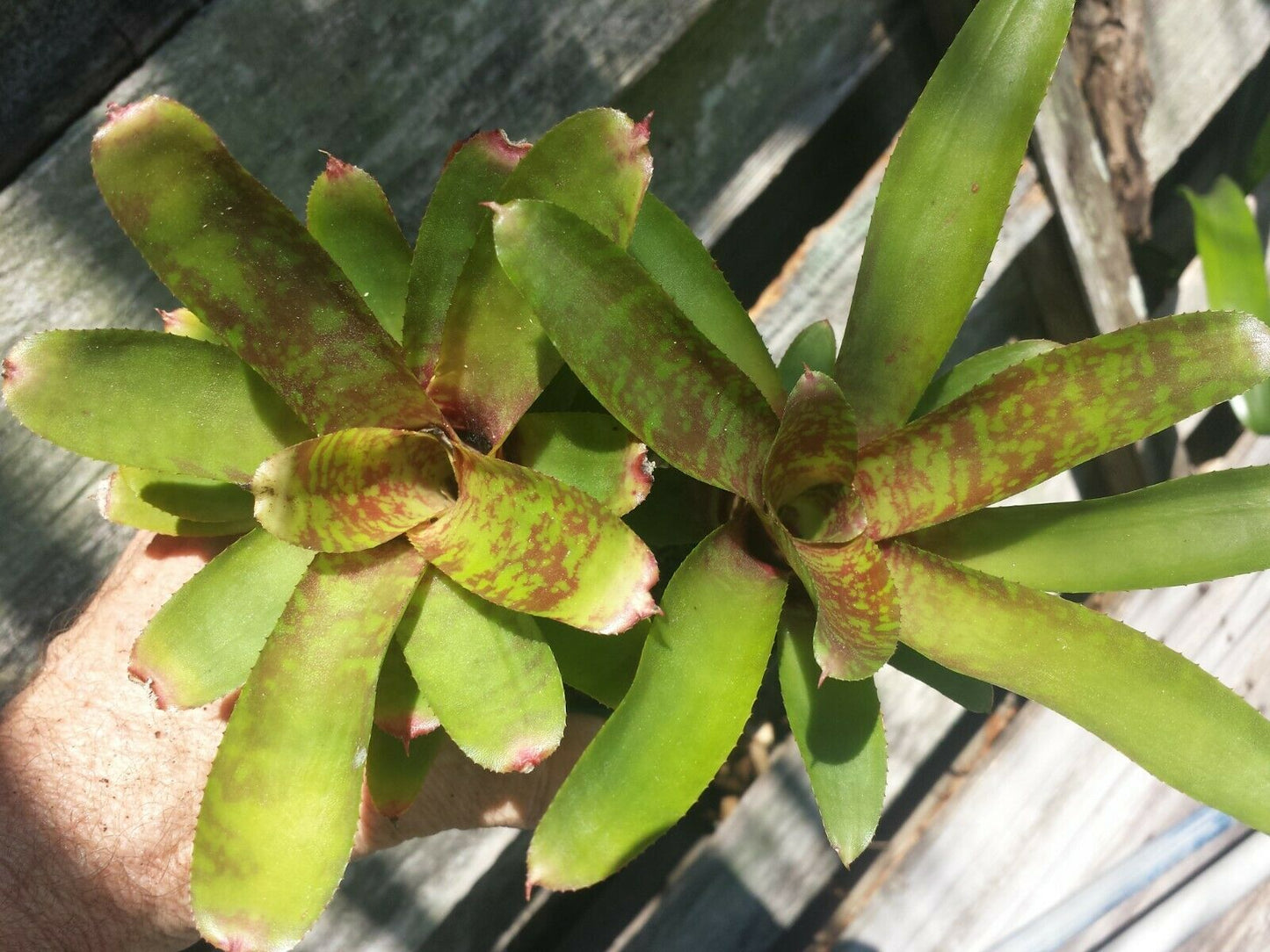 Mini Bromeliad Neoregelia Wild Tiger Grace Goode offset terrarium dart frog