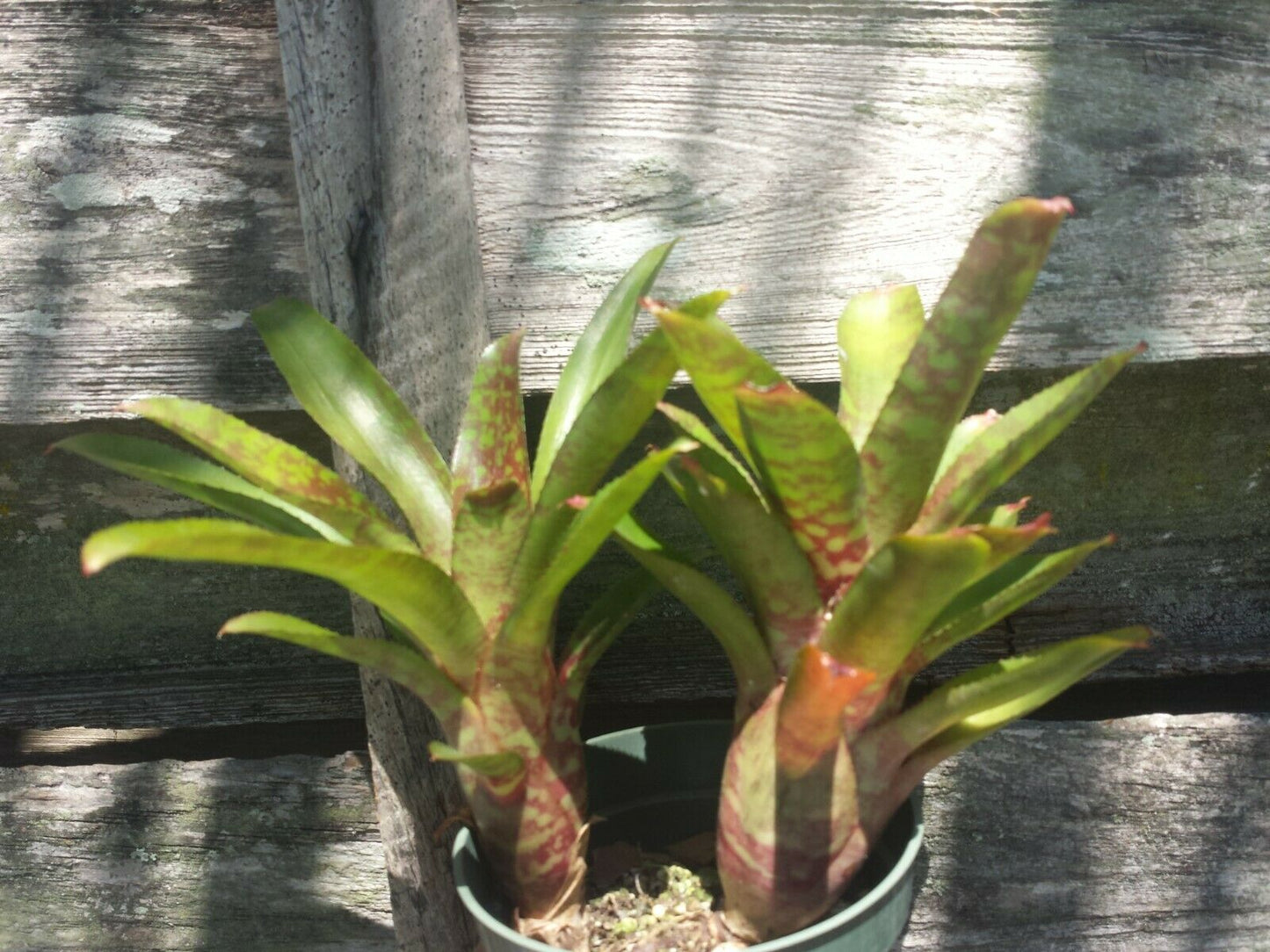 Mini Bromeliad Neoregelia Wild Tiger Grace Goode offset terrarium dart frog