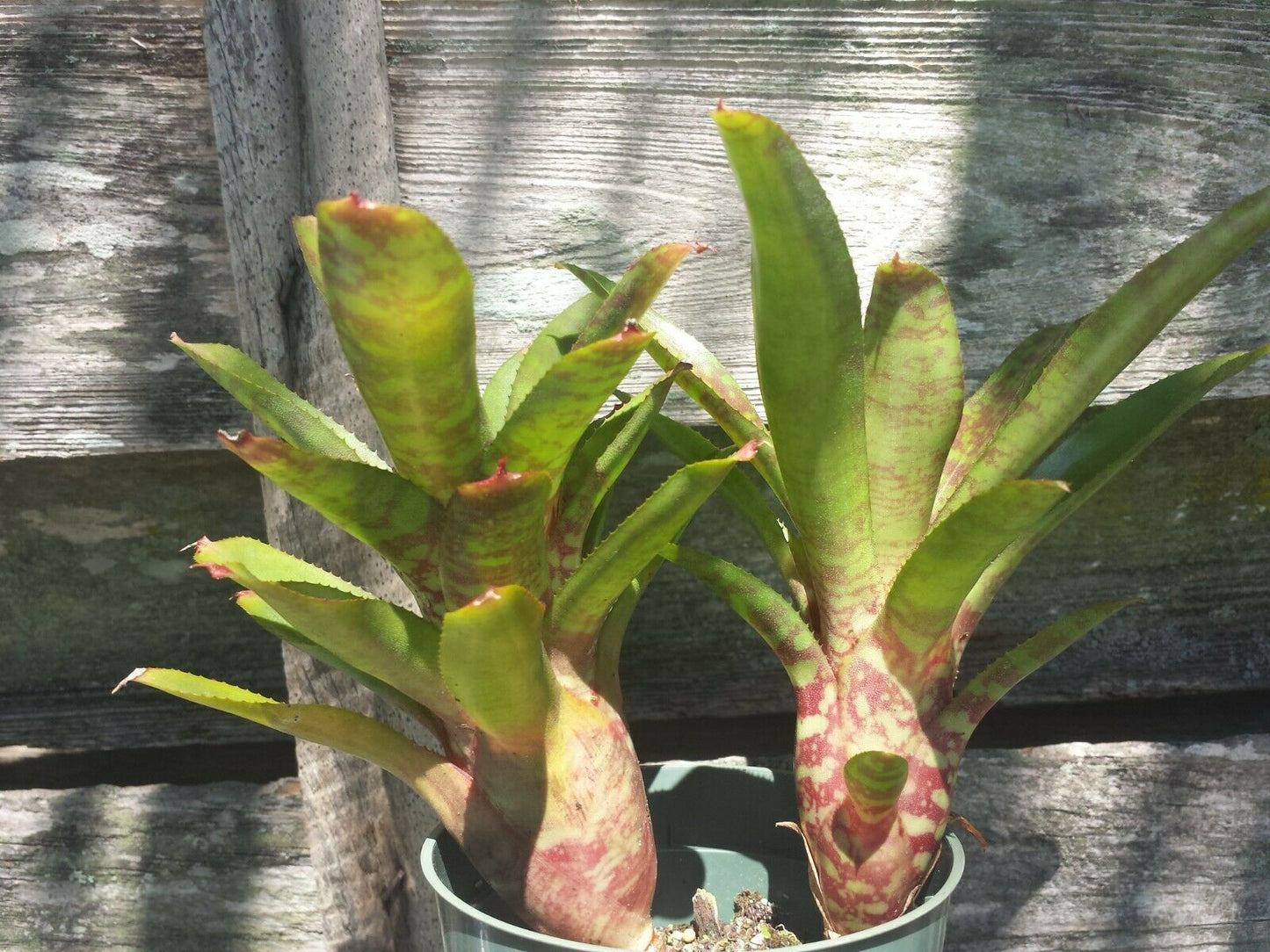 Mini Bromeliad Neoregelia Wild Tiger Grace Goode offset terrarium dart frog