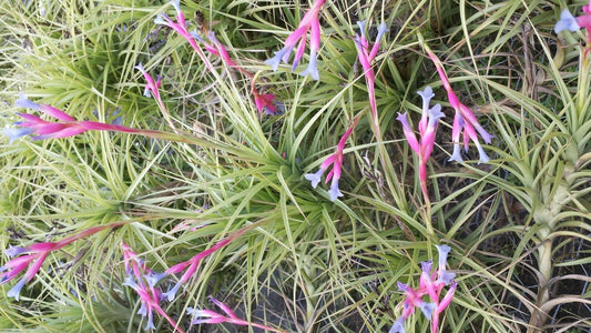 Bromeliad Tillandsia aeranthos Major Exotic Tropical Air Plant