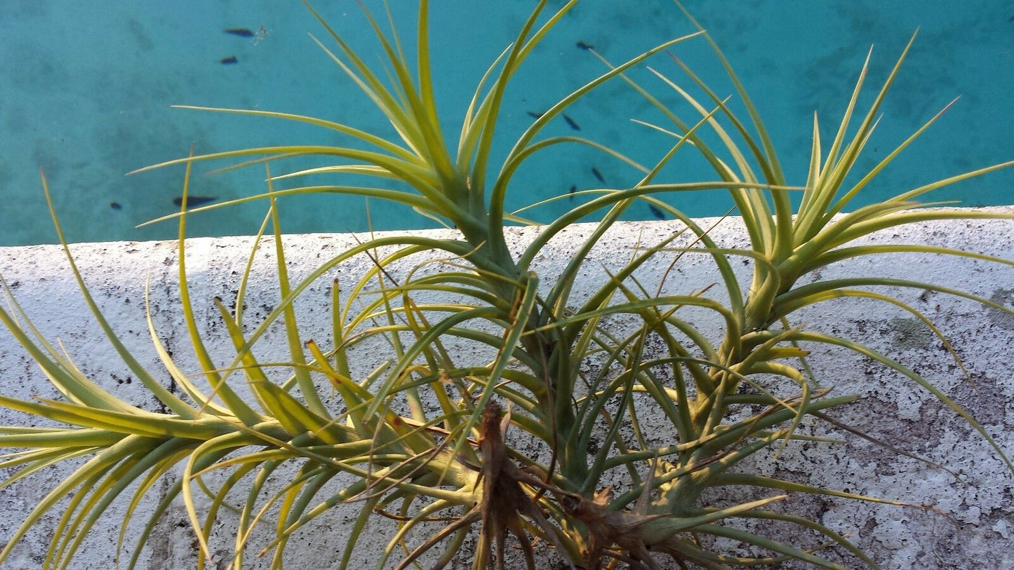 Bromeliad Tillandsia aeranthos Major Exotic Tropical Air Plant