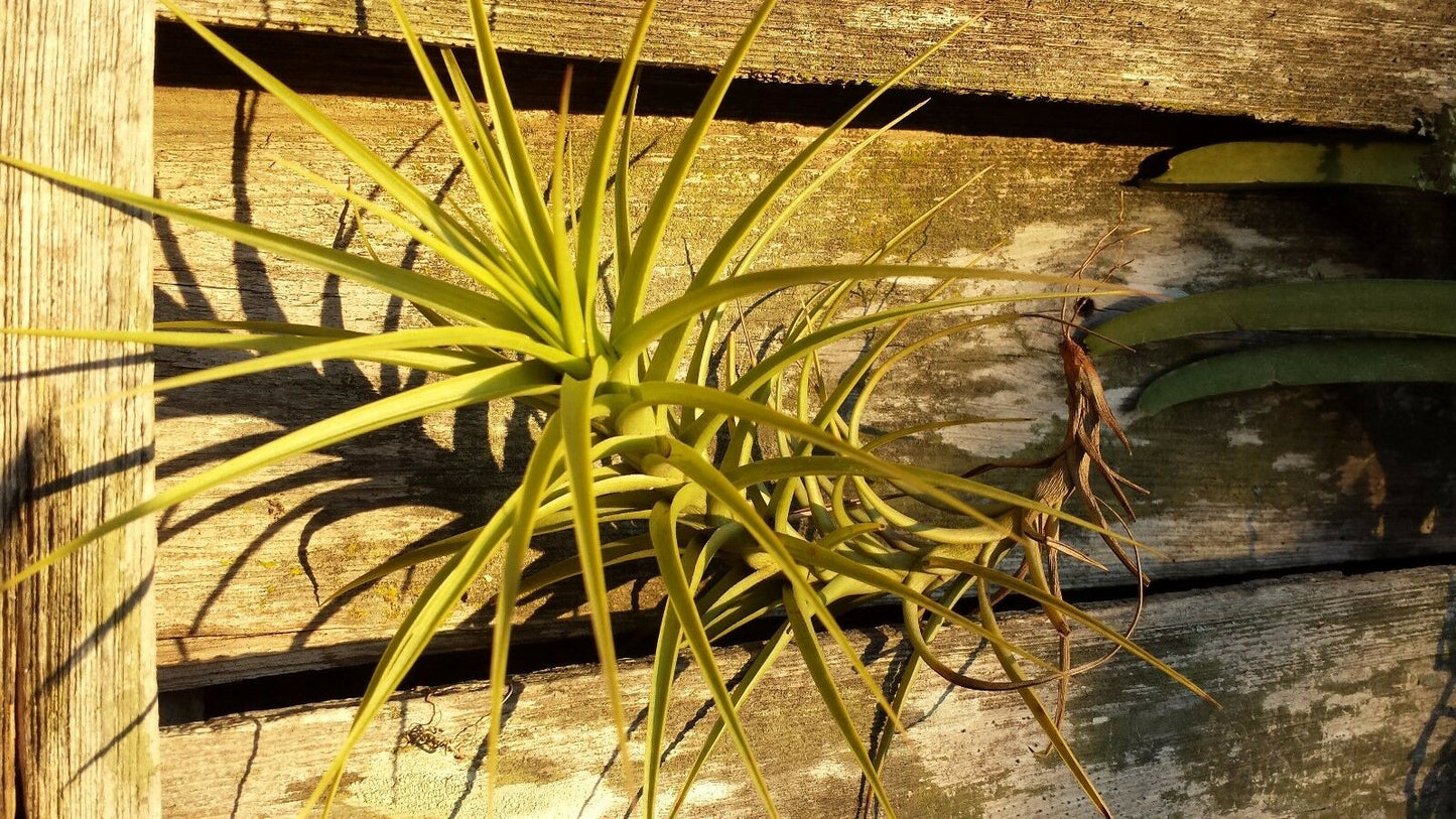 Bromeliad Tillandsia aeranthos Major Exotic Tropical Air Plant