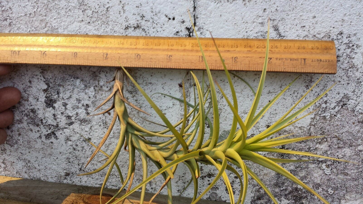 Bromeliad Tillandsia aeranthos Major Exotic Tropical Air Plant