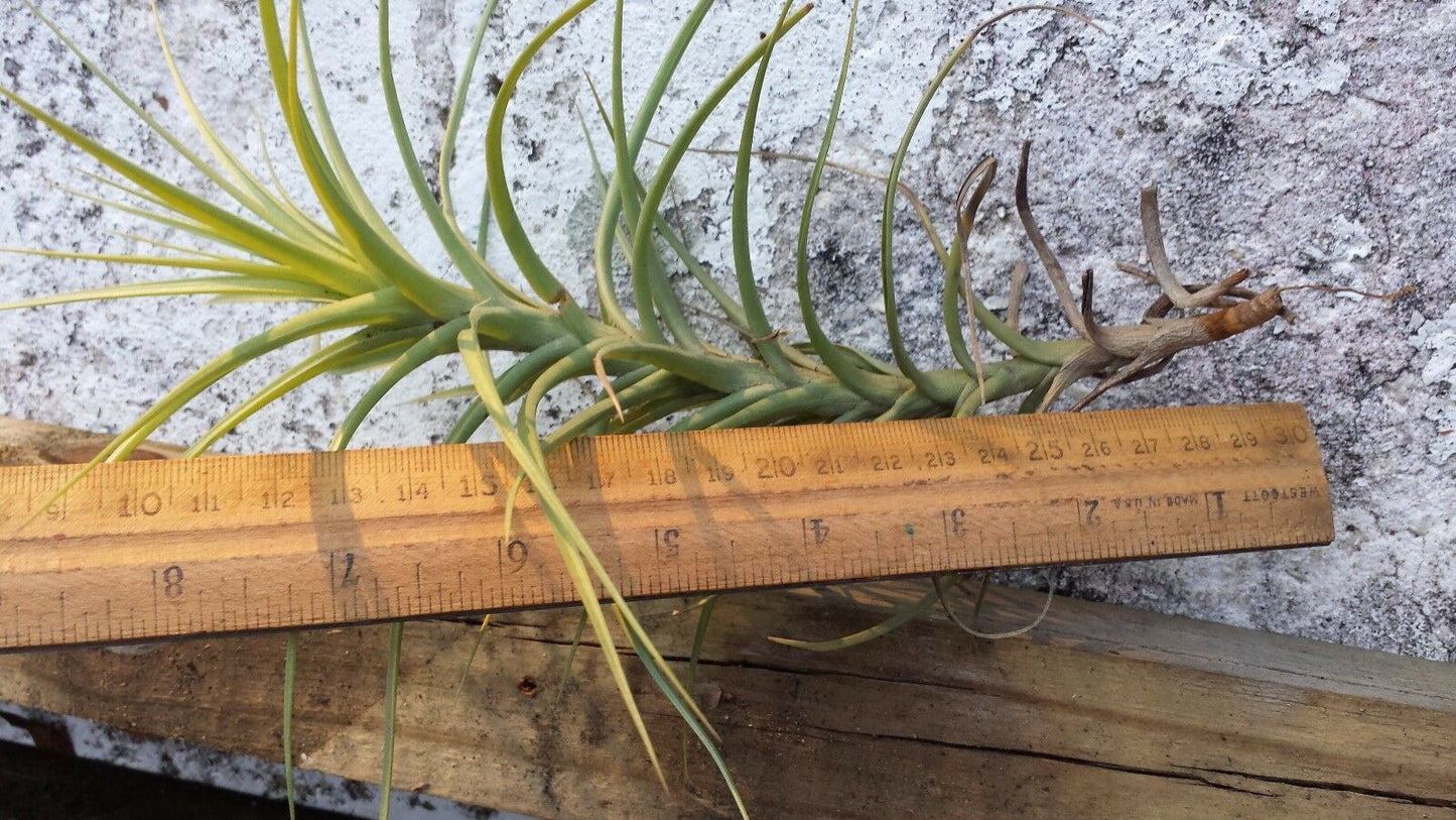 Bromeliad Tillandsia aeranthos Major Exotic Tropical Air Plant