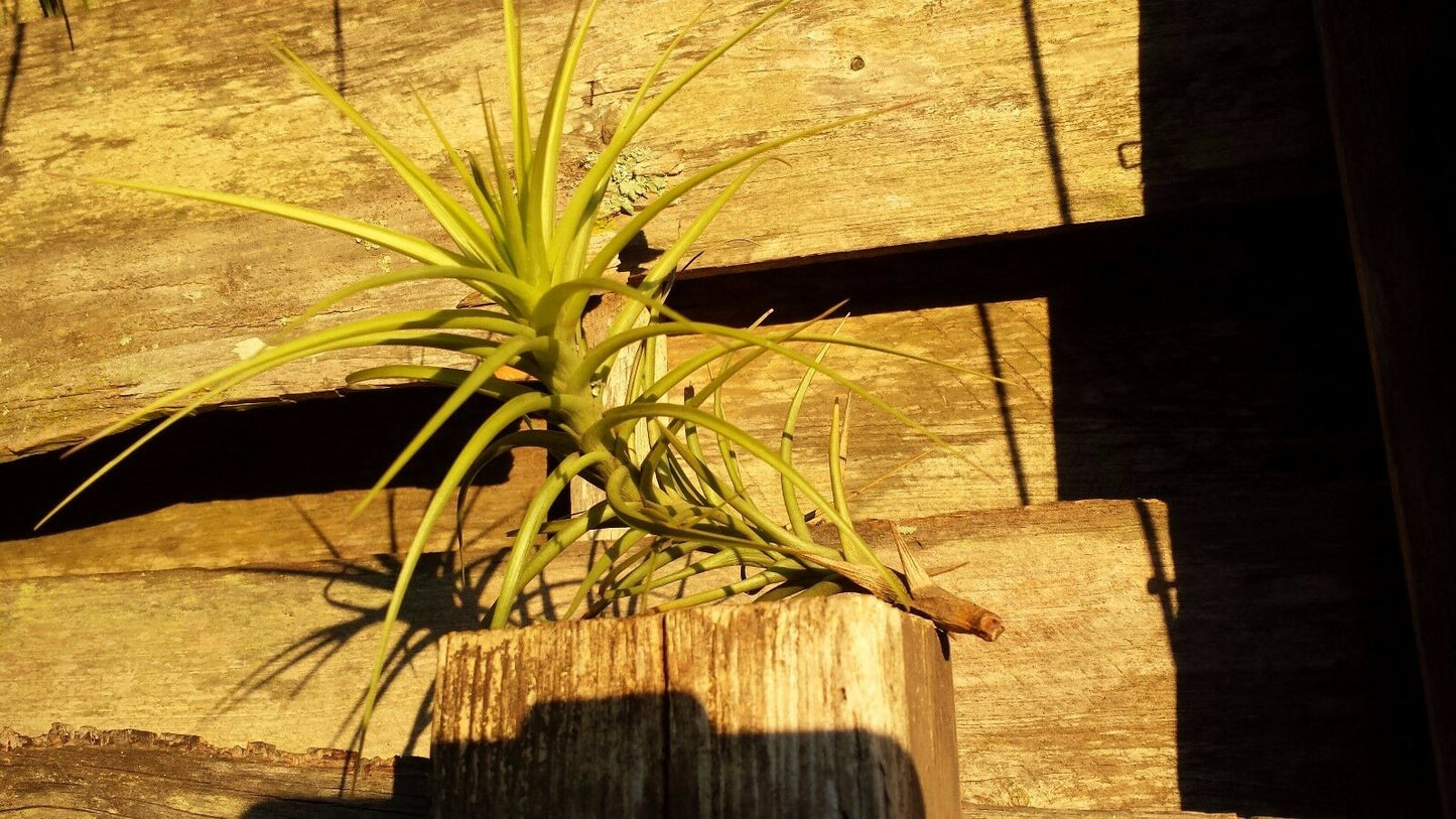 Bromeliad Tillandsia aeranthos Major Exotic Tropical Air Plant