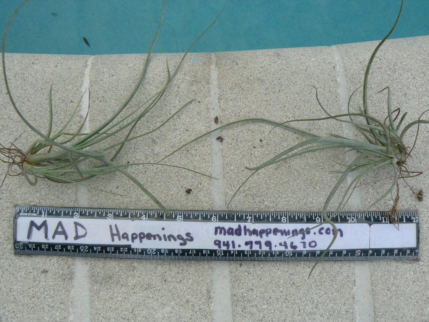 Bromeliad Tillandsia baileyi Hailey's Comet small colony