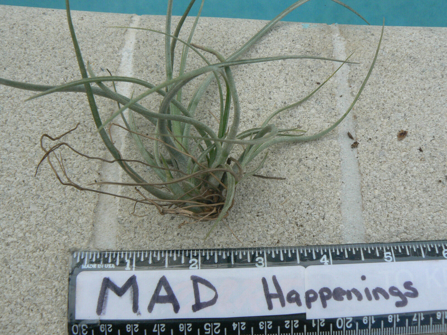 Bromeliad Tillandsia baileyi Hailey's Comet small colony