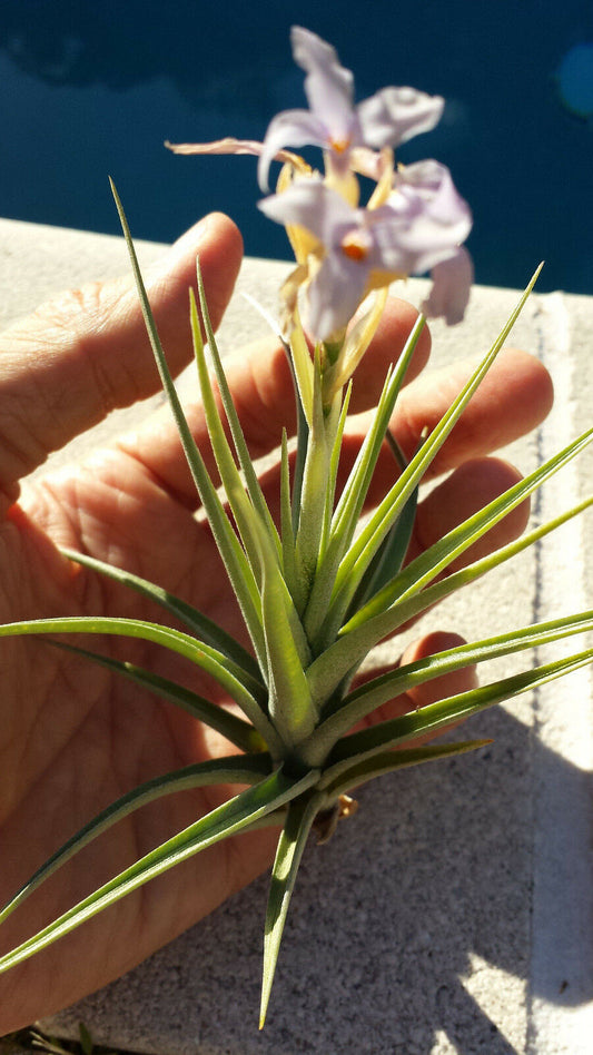 Bromeliad Tillandsia bergeri single Exotic Tropical Air